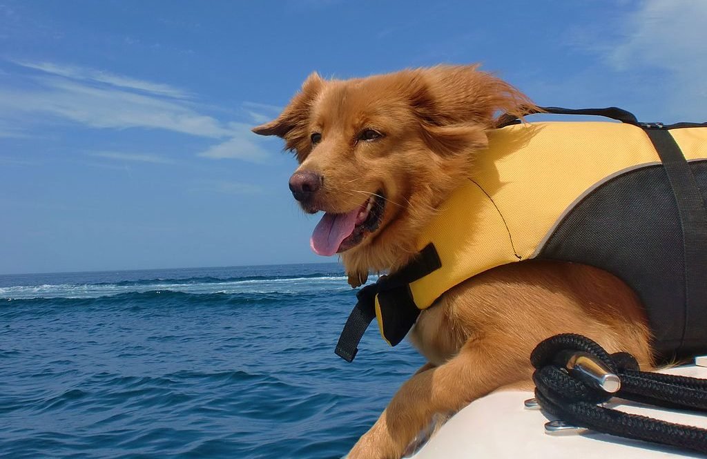 kayak with dog