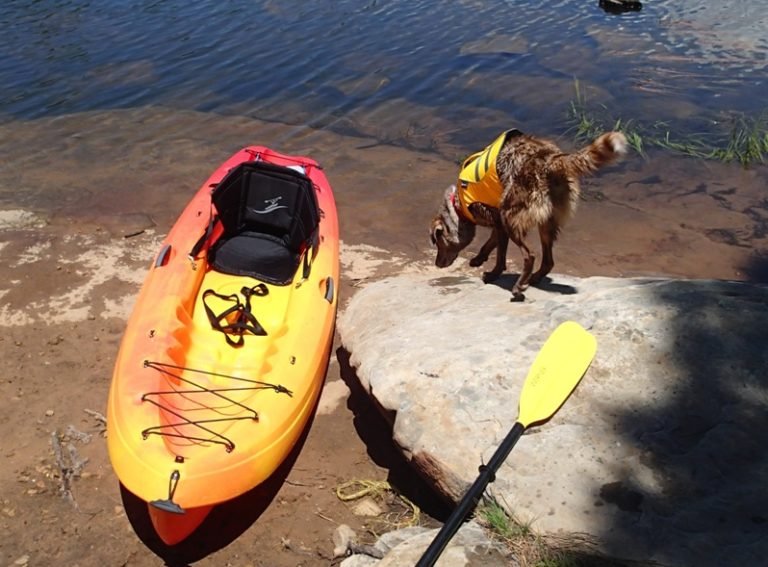 How to Kayak with a Dog (And Actually Love It) | American Paddler